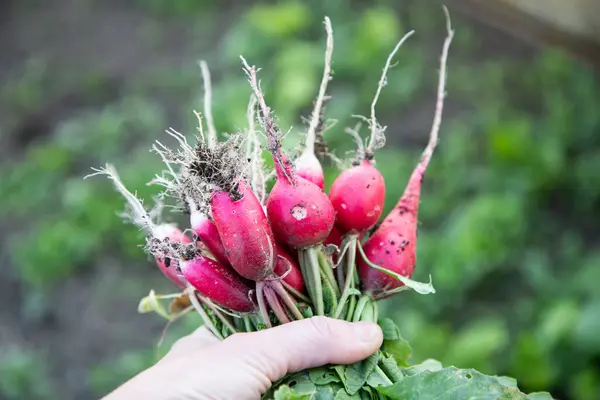 Organic Red Radishes Freshly Collected Garden Stock Image