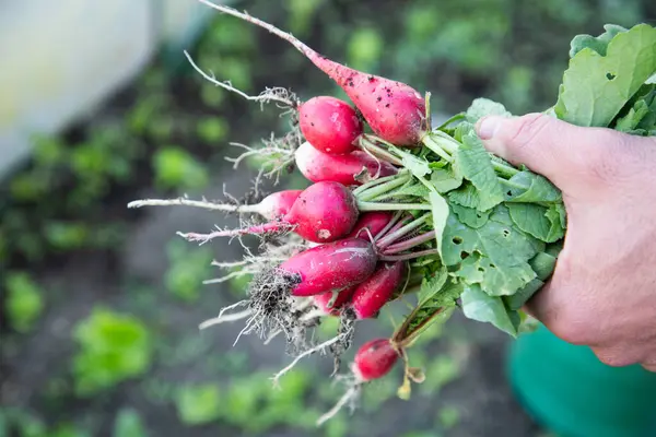 Organic Red Radishes Freshly Collected Garden Royalty Free Stock Images