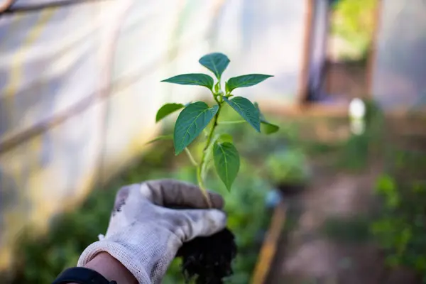 Green Organic Pepper Seedlings Ready Planting Stock Photo