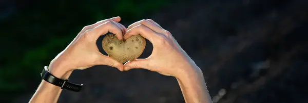 Agriculteur Tenant Pommes Terre Forme Coeur Prêt Pour Plantation Jardinage Photo De Stock