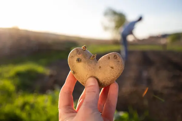 Agricultor Con Patatas Forma Corazón Listo Para Plantación Jardinería Orgánica Imágenes de stock libres de derechos