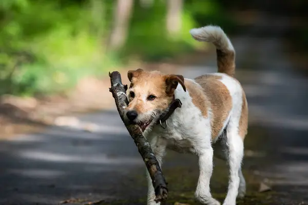 Cute Terrier Playing Outdoors Stock Photo