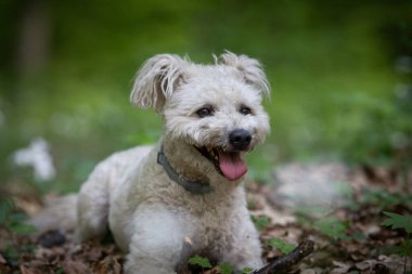 Tatlı pumi köpeği dışarıda eğleniyor.