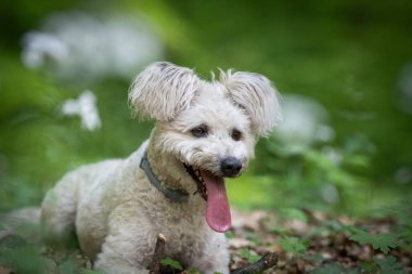 Tatlı pumi köpeği dışarıda eğleniyor.