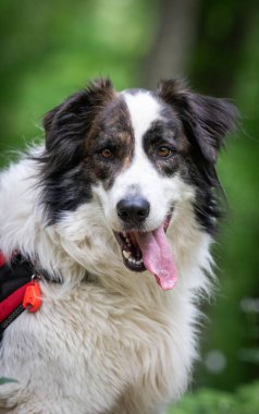 Doğada oynayan sevimli beyaz çoban köpeği.