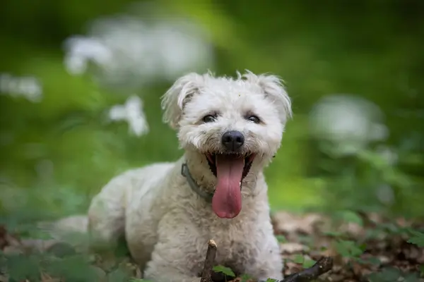 Tatlı Pumi Köpeği Dışarıda Eğleniyor — Stok fotoğraf