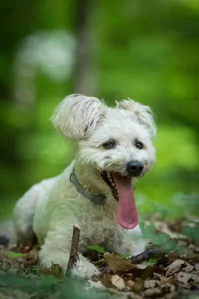 Cute Little Pumi Dog Enjoying Outdoors — Fotografia de Stock