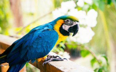 Güzel Mavi-Sarı Macaw yağmur ormanlarında