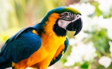 Güzel Mavi-Sarı Macaw yağmur ormanlarında