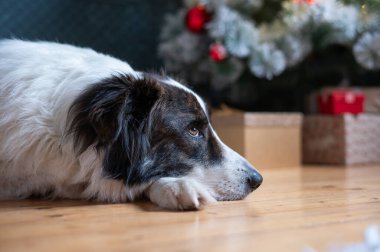 Mutlu beyaz köpek Noel 'de
