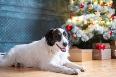 Mutlu beyaz köpek Noel 'de