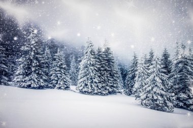 Karlı kış manzarasının arka planında karla kaplı ya da köknar ağaçları ve fotokopi alanı - kış büyülü bayramı