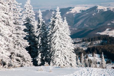 Karlı köknar ağaçları ile muhteşem kış manzarası