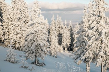 Karlı köknar ağaçları ile muhteşem kış manzarası