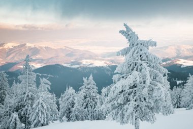 Karlı köknar ağaçları ile muhteşem kış manzarası
