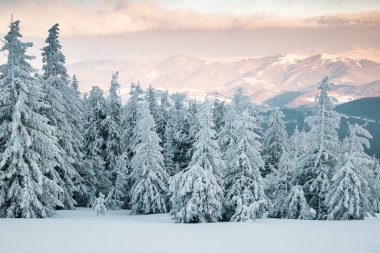 Karlı köknar ağaçları ile muhteşem kış manzarası