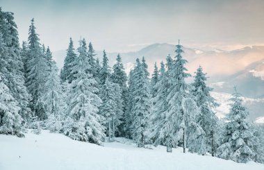 Karlı köknar ağaçları ile muhteşem kış manzarası