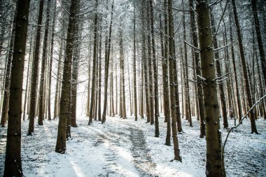 Güzel kış manzarası Çam ormanı karla kaplı