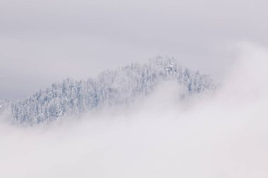 Siste karlı köknar ağaçları - dağlarda kış