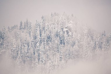 Siste karlı köknar ağaçları - dağlarda kış