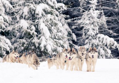 Dış yapraklar ile köpek kızağı yarış