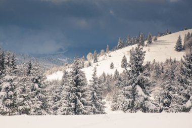 Dağlarda kış - karla kaplı köknar ağaçları - Noel arkaplanı