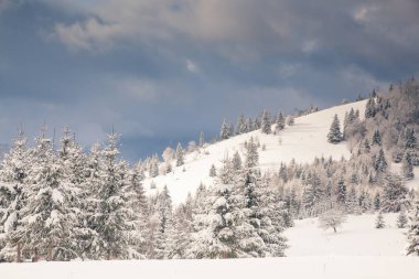 Dağlarda kış - karla kaplı köknar ağaçları - Noel arkaplanı