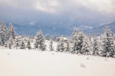Dağlarda kış - karla kaplı köknar ağaçları - Noel arkaplanı