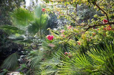 yemyeşil tropik bahçelerdeki bitkiler