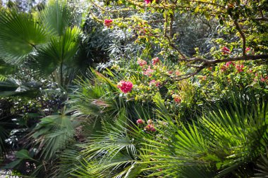 yemyeşil tropik bahçelerdeki bitkiler