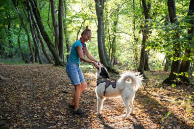 Mutlu beyaz köpek bahar ormanında oynuyor.