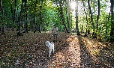 Mutlu beyaz köpek bahar ormanında oynuyor.