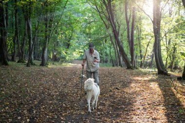Mutlu beyaz köpek bahar ormanında oynuyor.