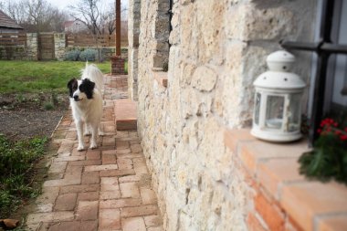 Evin önünde mutlu beyaz köpek portresi