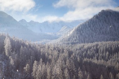 Karla kaplı köknar ağaçlarının hava manzarası