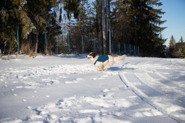 Mutlu beyaz köpek karda oynuyor