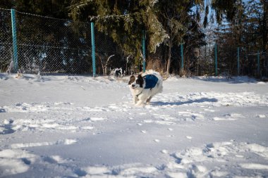 Mutlu beyaz köpek karda oynuyor