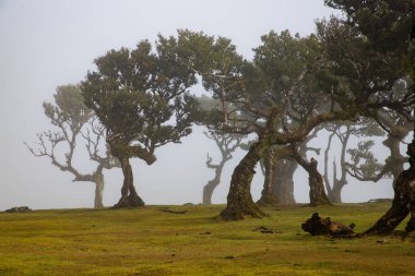 Madeira 'da ihtişamlı antik ağaçlarla dolu fanal defne ormanı