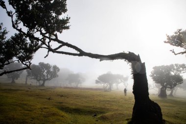 Madeira 'da ihtişamlı antik ağaçlarla dolu fanal defne ormanı