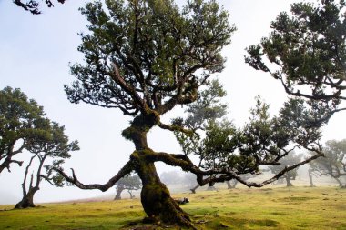 Madeira 'da ihtişamlı antik ağaçlarla dolu fanal defne ormanı