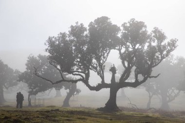 Madeira 'da ihtişamlı antik ağaçlarla dolu fanal defne ormanı