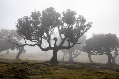 Madeira 'da ihtişamlı antik ağaçlarla dolu fanal defne ormanı