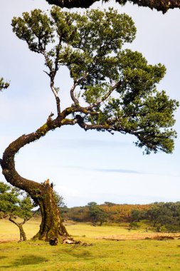 Madeira 'da ihtişamlı antik ağaçlarla dolu fanal defne ormanı