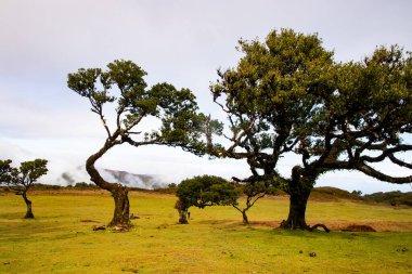 Madeira 'da ihtişamlı antik ağaçlarla dolu fanal defne ormanı