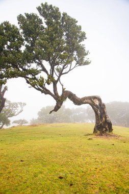 Madeira 'da ihtişamlı antik ağaçlarla dolu fanal defne ormanı