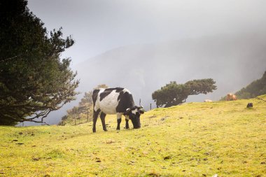 Madeira 'da ihtişamlı antik ağaçlarla dolu fanal defne ormanı