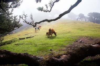 Madeira 'da ihtişamlı antik ağaçlarla dolu fanal defne ormanı