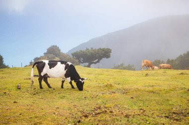 Madeira 'da ihtişamlı antik ağaçlarla dolu fanal defne ormanı