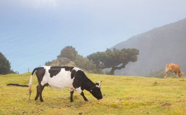 Madeira 'da ihtişamlı antik ağaçlarla dolu fanal defne ormanı