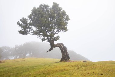 Madeira 'da ihtişamlı antik ağaçlarla dolu fanal defne ormanı